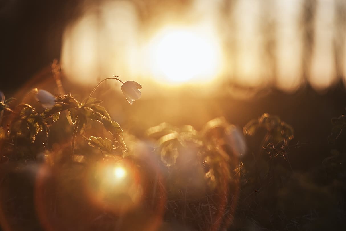 A calm, misty forest landscape at dawn